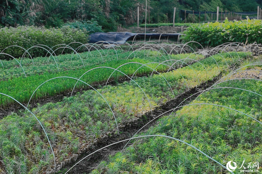 清流縣保障性苗圃的育苗區(qū)。人民網(wǎng) 楊灝昱攝