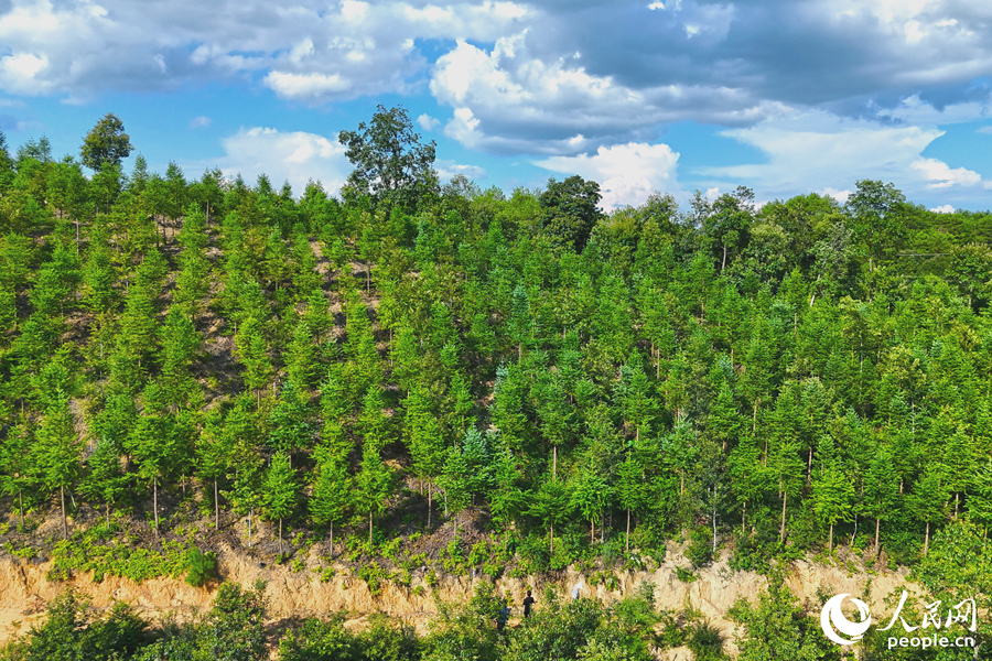 “一林三吃”的經(jīng)營模式豐富了林下經(jīng)濟的多樣性。人民網(wǎng) 李昌乾攝