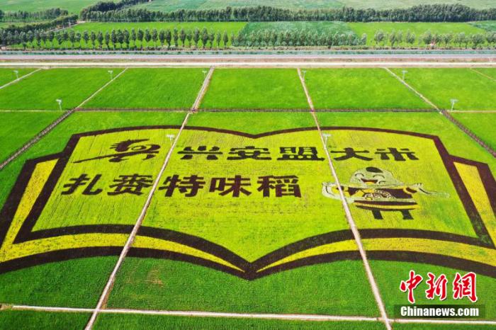 圖為扎賚特旗現(xiàn)代農(nóng)業(yè)產(chǎn)業(yè)園稻田畫。 李碩行 攝影 點(diǎn)擊進(jìn)入下一頁(yè)