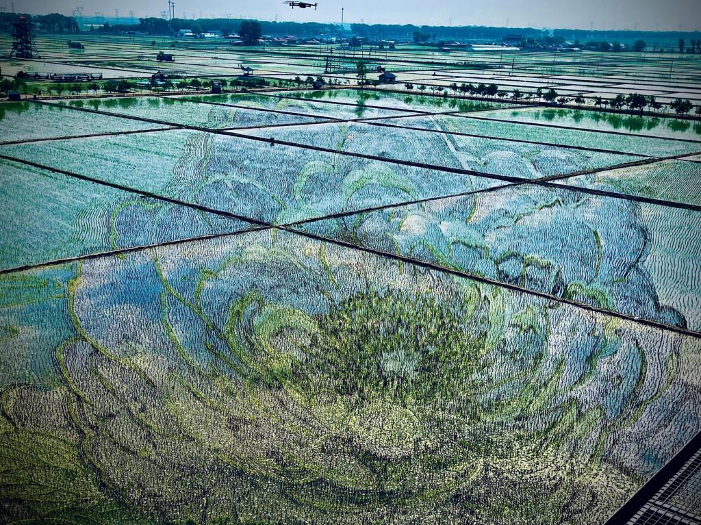 國(guó)色山河主題稻田畫。人民網(wǎng)記者 任妍攝