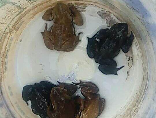 “幸存”下來的癩蛤蟆