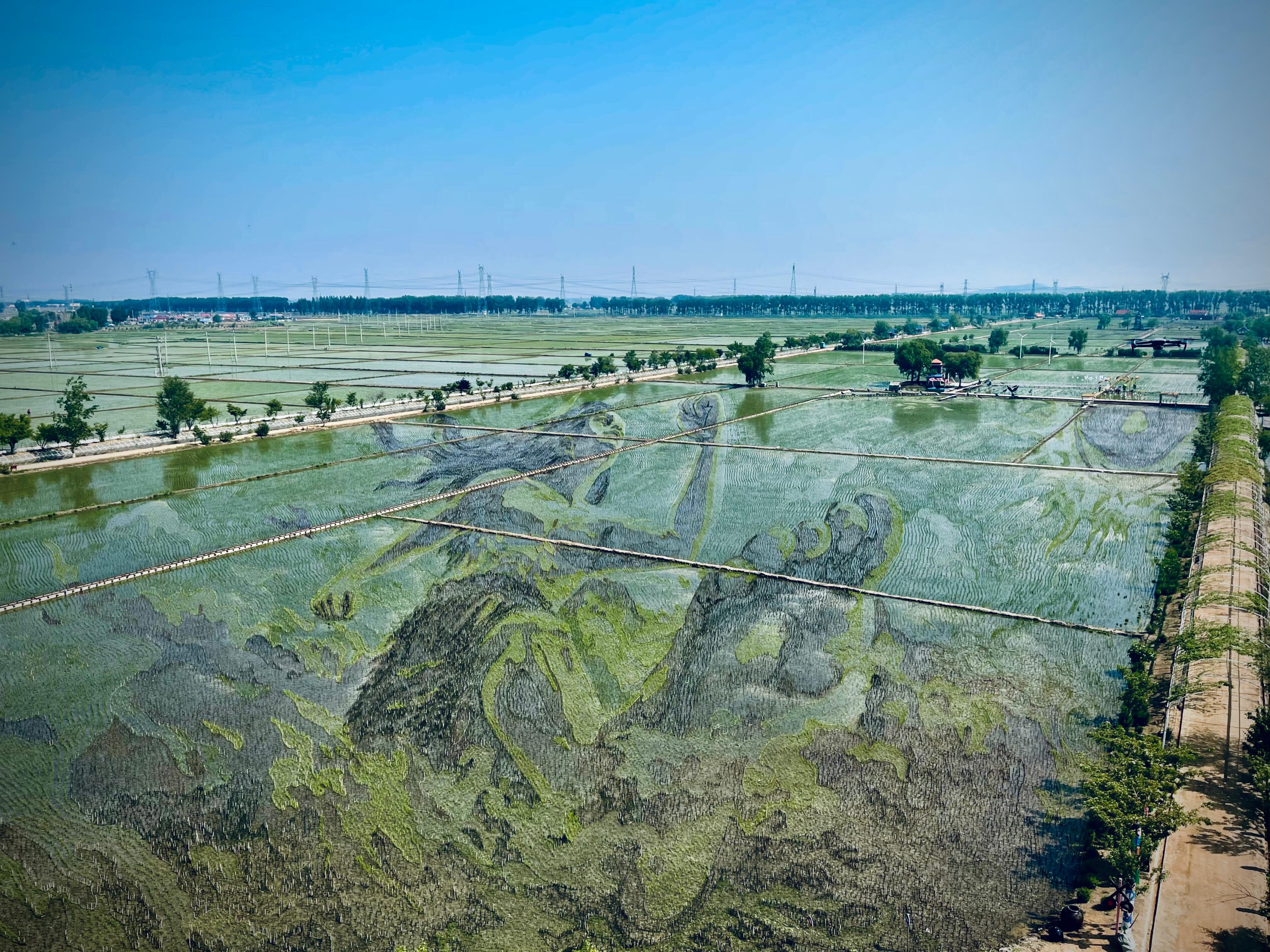 “歷史典故-夸父逐日”稻田畫。人民網(wǎng)記者 任妍攝