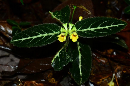 圖為美脈假糙蘇。(廣西壯族自治區(qū)中醫(yī)藥研究院供圖)