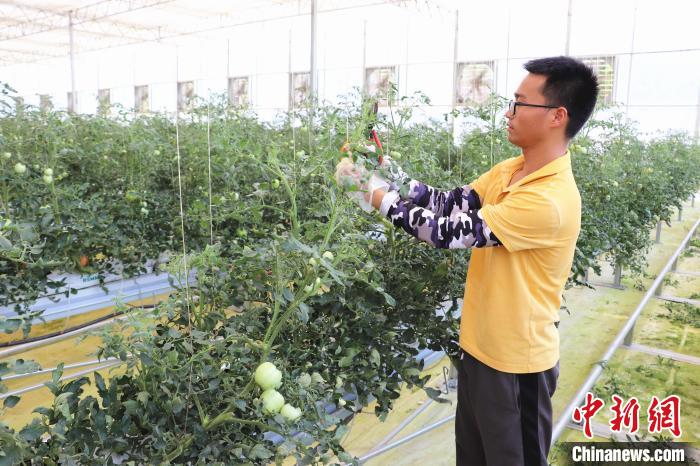 圖為在紅谷灘區(qū)元宇宙·VR數(shù)字農(nóng)業(yè)示范基地七彩番茄培育車間內(nèi)，農(nóng)業(yè)技術(shù)員正在對(duì)番茄植株進(jìn)行修剪?！⌒苠\陽(yáng) 攝