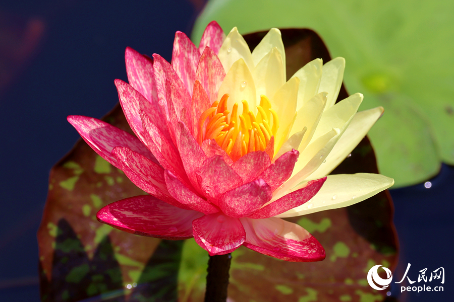 廈門海灣公園中,雙色睡蓮嬌艷欲滴。人民網(wǎng)記者 陳博攝 廈門海灣公園中,雙色睡蓮嬌艷欲滴。人民網(wǎng)記者 陳博攝