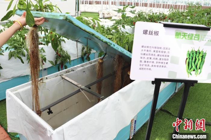 圖為在南昌市紅谷灘區(qū)元宇宙·VR數(shù)字農(nóng)業(yè)示范基地氣霧培養(yǎng)車間里，螺絲椒長(zhǎng)勢(shì)良好?！⌒苠\陽(yáng) 攝