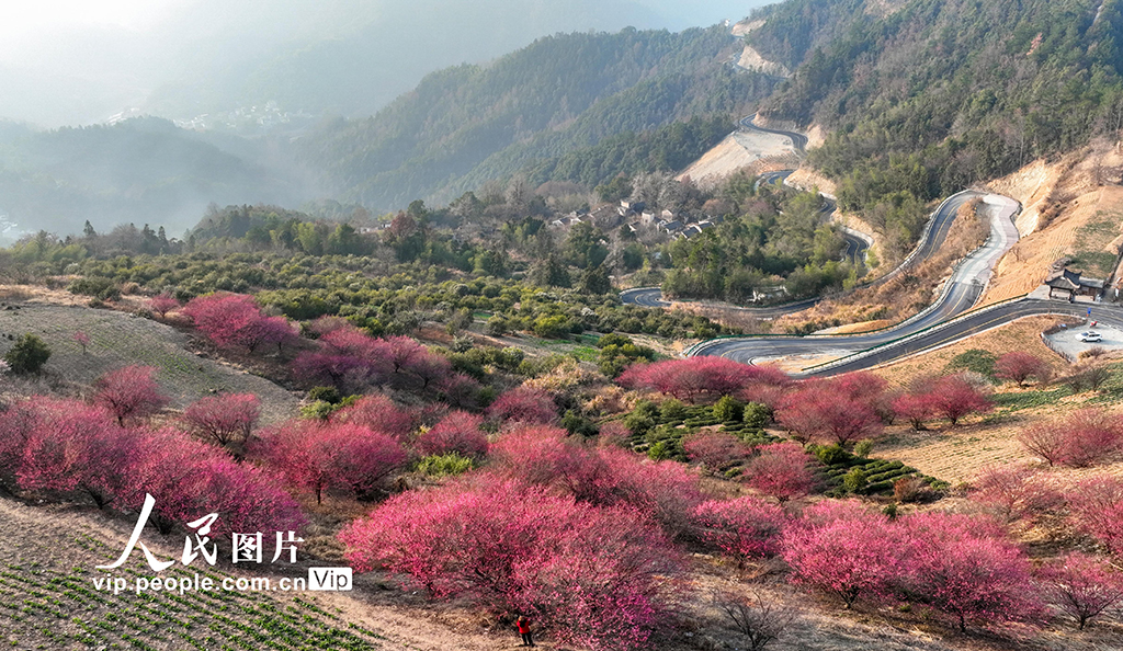 安徽歙縣：梅花吐香引客來