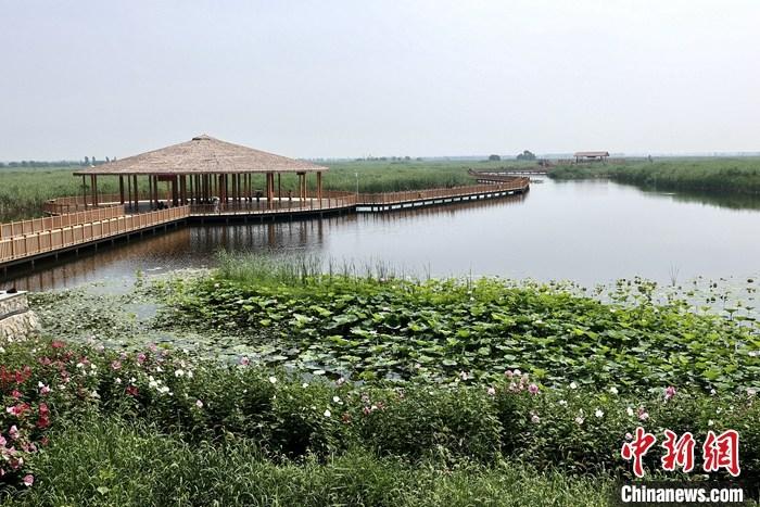 從完成頂層設(shè)計(jì)到如火如荼大規(guī)模建設(shè)，六年來(lái)，雄安新區(qū)如春天的竹子一般拔節(jié)生長(zhǎng)，這座承載千年大計(jì)的“未來(lái)之城”已雄姿初顯。從“一張白紙”開(kāi)始著墨，如今的雄安新區(qū)已是濃墨重彩的“山水畫(huà)”。<a target='_blank' href='/'>中新社</a>記者近日走訪了雄安新區(qū)多地，從“藍(lán)綠金”三色感受這座“未來(lái)之城”的巨大變化。圖為7月20日，河北白洋淀上荷花滿(mǎn)淀、蘆花搖曳。 <a target='_blank' href='/'>中新社</a>記者 易海菲 攝