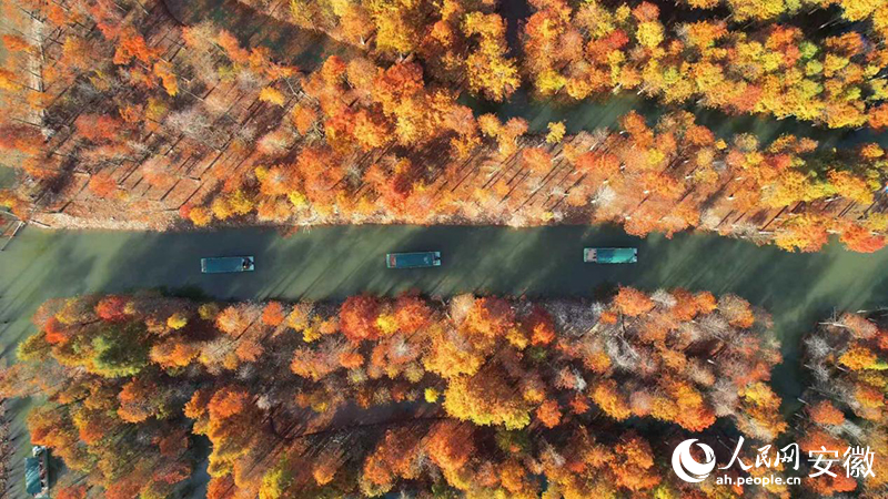 寧國落羽紅杉林。人民網(wǎng) 郭昊攝