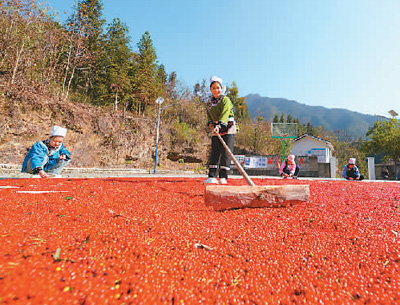 貴州省黔東南苗族侗族自治州榕江縣依托豐富的森林資源,大力發(fā)展林下草珊瑚中藥材種植等林下經(jīng)濟(jì),實(shí)現(xiàn)農(nóng)民增收、林業(yè)增效。圖為榕江縣興華水族鄉(xiāng)星月村草珊瑚種植基地內(nèi),村民在采收、晾曬草珊瑚果。 周光勝攝(人民視覺(jué))